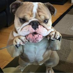 a dog with its tongue hanging out and looking at the camera while standing on his hind legs