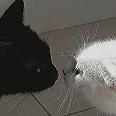 a black cat and a white cat are facing each other