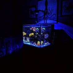 an aquarium in the dark with blue lights