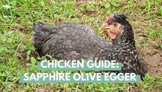 a chicken sitting in the grass next to some green plants