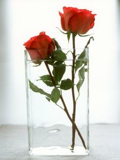 two red roses are in a clear vase