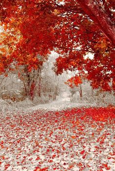 an autumn scene with red leaves on the ground and a tree in the foreground