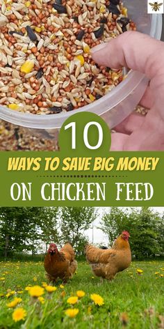 two chickens eating out of a bowl with the words 10 ways to save big money on chicken feed