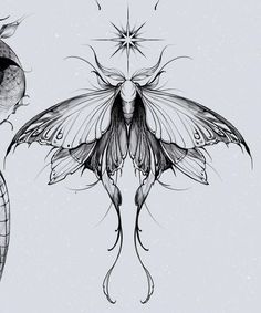 an artistic drawing of a butterfly and its wings