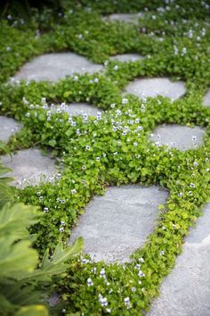 a stone walkway with small white flowers and greenery