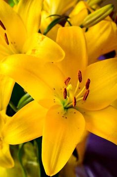 yellow flowers are in a vase with water