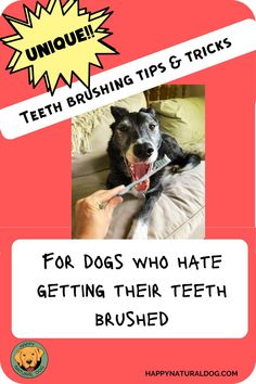 a dog is brushing its teeth with the caption for dogs who hate getting their teeth brushed