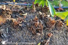 some plants that are growing out of the dirt