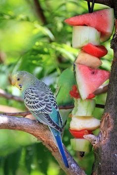 a bird is perched on a tree branch with fruit hanging from it's branches