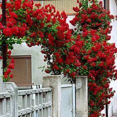 red flowers are growing on the side of a white building near a fence and gate