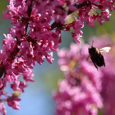 18 Best Dwarf & Small Trees for Florida (Top Picks) - Pond Informer Cercis Canadensis, Red Bud, Lake Landscape