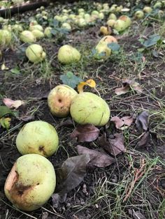 several green apples sitting on the ground next to leaves and fallen down tree branches in an apple orchard