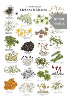 an illustrated guide to different types of lichens and mosses in the wild