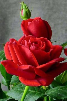 a close up of a red rose with green leaves