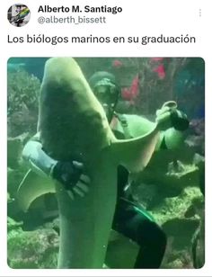 a man in scuba gear is hugging a large shark