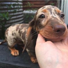 a small brown and black dog being petted by someone