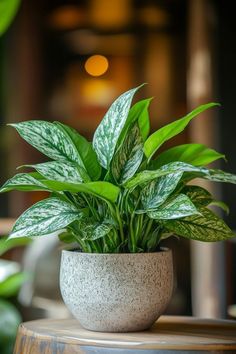 a potted plant sitting on top of a wooden table