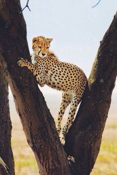 a cheetah sitting on the top of a tree looking at something in the distance