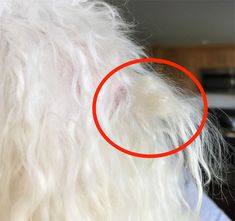 a white dog with a red circle around it's neck and back end, looking at the camera