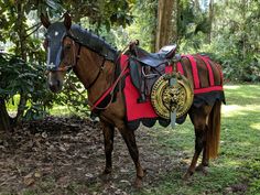 a brown horse wearing a red and black blanket standing in the grass next to trees