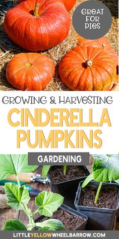 growing and harvesting cinderella pumpkins in the garden with text overlay reading growing and harvesting cinderella pumpkins gardening