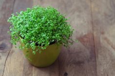 a small potted plant sitting on top of a wooden table