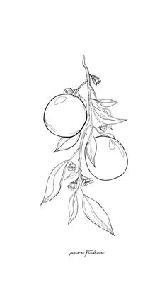 a drawing of an apple tree branch with leaves and fruit on it's branches