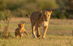 a lion and its cub walking in the grass