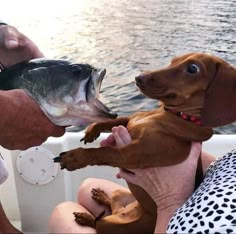 two dogs are being held up in the air on a boat while people look on