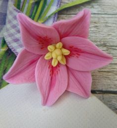 a pink flower sitting on top of a piece of paper