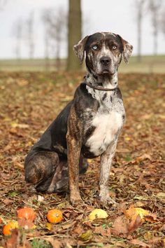 a dog is sitting in the leaves and looking at the camera with an intense look on his face