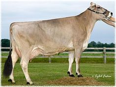 a large white cow standing on top of a lush green field