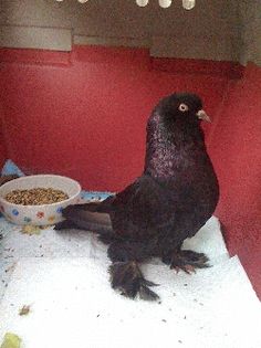 a black bird sitting on top of a table next to a bowl