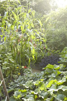 the garden is full of green plants and flowers