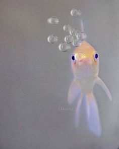 a white fish with blue eyes and bubbles in the water