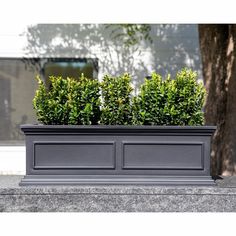 two plants are in a black planter