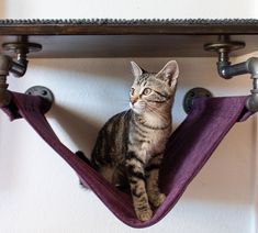 a cat sitting on top of a purple hammock hanging from a wall next to pipes