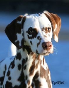 a dalmatian dog with brown spots on it's face looking at the camera