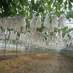 many white bags hanging from trees in a greenhouse