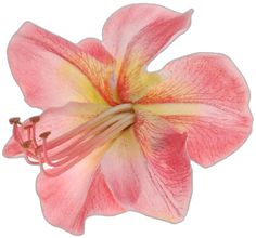 a pink flower with yellow stamens on it's petals is shown against a white background