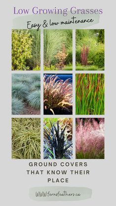 various types of plants and flowers with the title low growing grasses easy & low maintenance