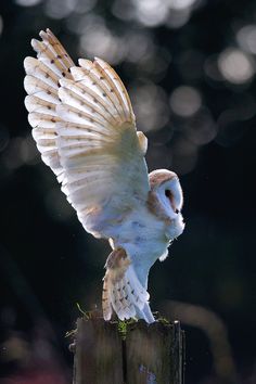 an owl is sitting on top of a post and flapping it's wings