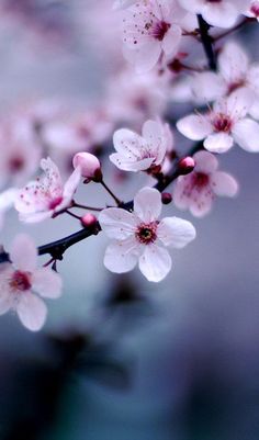 pink flowers are blooming on a branch in front of a blurry background with space for text