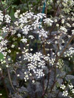 the white flowers are blooming in the garden