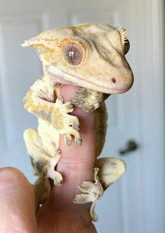 a small gecko sitting on top of someone's finger in front of a door