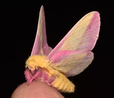 a small pink and yellow moth sitting on top of a finger