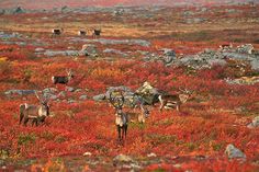 several deer are standing in an open field with rocks and red flowers on the ground