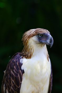 a large bird with brown and white feathers