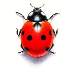 a drawing of a ladybug on a white background