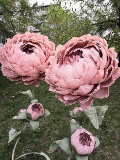 three large pink flowers sitting in the grass